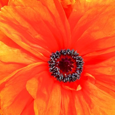 LeafAndTwigisms's profile picture. https://t.co/6ah4whUm56
where observation and imagination meet nature in poetry.

A life raft fashioned out of photos and poems to help you stay afloat.