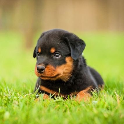 Papa_M20's profile picture. Ngwana Morena  ||  Real Madrid CF fan.