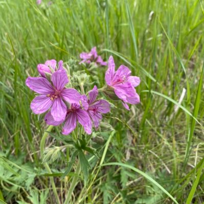 Shari65693853's profile picture. 