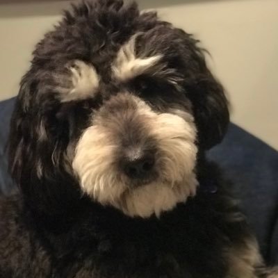 LNicGresh's profile picture. Just like all the other woman/attorney/wife/mom/sister/daughter/friend/politics junkie/dog moms