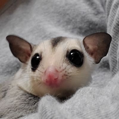 無言フォローさせて頂いております。
基本のんびりまったりしてます。
2022年4月1日金曜日に始めたばかりで色々とわからないことがあり御迷惑お掛けしてしまったらごめんなさい。動物大好きです🍀😍🍀
基本皆様のTwitterを拝見させて頂いております。
よろしくです(*^-^)v