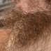 hairybushbator