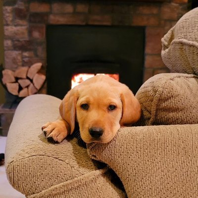 DragonDogWillow's profile picture. Hi!  I'm Willow the therapy dog at Keith Elementary School in West Bloomfield, MI.  I love serving the Keith community and am proud to be a "Dragon" Dog!