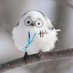 Baepsae Birb (@BaepsaeBirb) Twitter profile photo