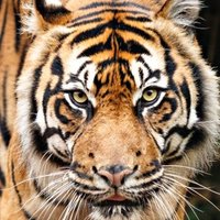Opelousas High School (@ohstigersla) 's Twitter Profile