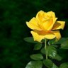 BeaLealFereira's profile picture. 감사합니다.
 당신이 그것을 할 시간입니다.  @BeatriceJ_Evans 에서 나를 팔로우하세요