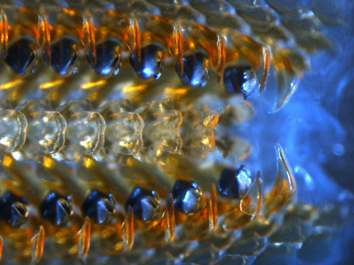 lylegordon's profile picture. Chitonman, Chitonman, Chews whatever a chiton can.