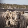patagoniasheep's profile picture. Growing Merino wool, with an integrated environmental & social footprint providing perspectives for dozens of families living in remote areas