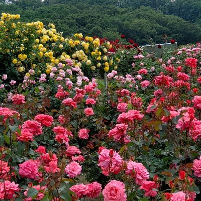 minecraft_coro's profile picture. マインクラフトが大好きで実況を見ていたのですが、最近統合版を始めました！
建築は下手ですが、探索中に見つけたものや出来事・作ったもの等呟いていきます！
見ていただけたらうれしいです(*´-`)