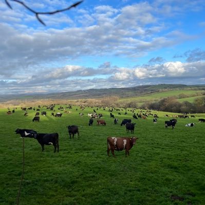 Pasture based Dairy Farm Manager in Cornwall, 370 spring calving xbreds. Cream awards high fertility 2020