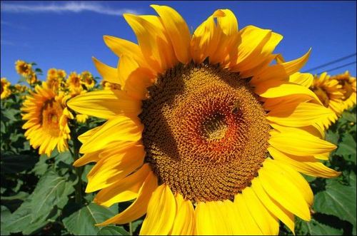 Sunflowers. Downtown. Biofuel. Awesome. ~~ follow us on facebook.