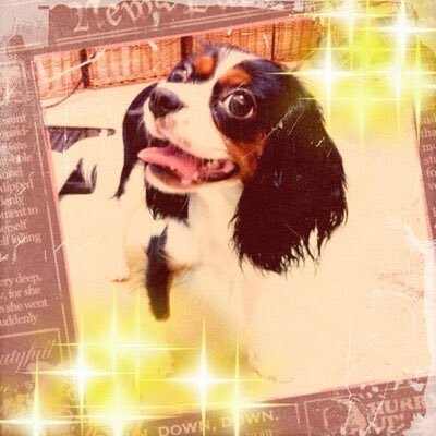 kuumin_trall's profile picture. エネルギーはポジティブに使う❣️ カブ❤️CT125のカブでウロウロしてます❤️旅行❤︎キャンプ❤︎映画♥ビール💕ムーミン♥ますむらひろし様♥ヒグチユウコ様❤︎愛犬はキャバリア、ベリーとレモン❤︎ ベリーお空組❤︎