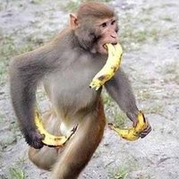 FarmDoggo (@thefarmdoggo) 's Twitter Profile