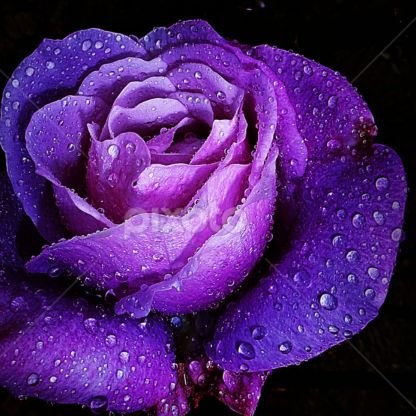 purpleme2007's profile picture. 