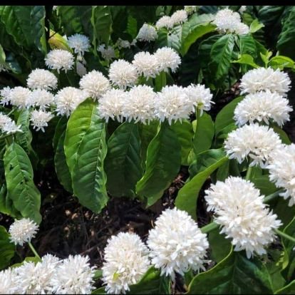 coorgkaveri_p's profile picture. April 3 ..wish me....I love my Coorg...   love u lots sweet divith.poojari.. July 8...wish my son...