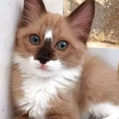 nigora33253686's profile picture. 