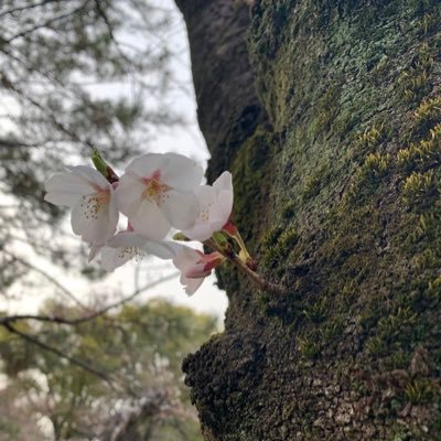 sava_2's profile picture. むり