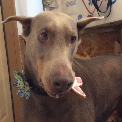 lowvisionchef's profile picture. Doberman Pinscher Help, Communication, From Life Long Dobe Owners - Dobie Issues with Health Problems, placement, dobeerman pinscher availability, Love of Dobe