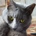 Kirby's Mom 💙 (@barbaracapps15) Twitter profile photo Kirby's Mom 💙 (@barbaracapps15) Twitter profile photo