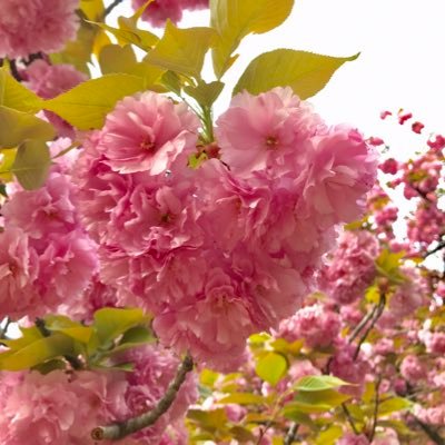 ウクレレと本のある暮らし♡カフェと自然が好き🕊️🍀2023.1〜KYAS関東ウクレレ部