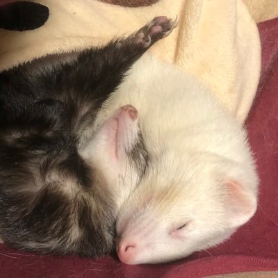 のしさんのプロフィール画像