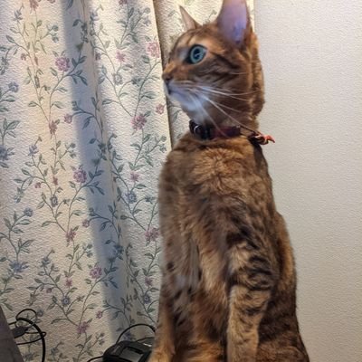 taku_Since's profile picture. 神奈川県に住み着く、よくわからない生物（なまもの）
最近はgo langに夢中