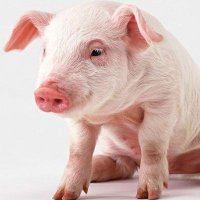 pigger (@piggerguy) 's Twitter Profile