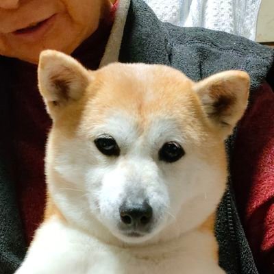 2020年6月28日、うちにやってきた元保護犬の小柄な柴犬女子🐶ココの事を主につぶやきます。
もともと柴犬好きでしたが、ココを家にお迎えしてから、もっと好きになりました。保護犬、迷子犬関係のリツイート多め。時々、農業の事もつぶやきます。無言フォロー失礼します。
エッチ系のアカウントの方はブロ解します。ご了承ください。