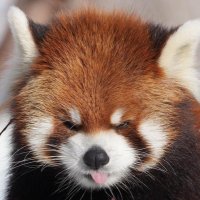 RedPanda (@redpandaenergy) 's Twitter Profile