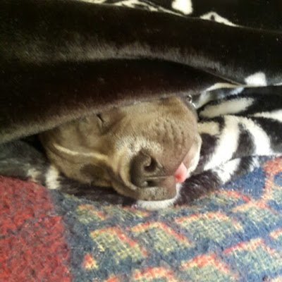 SamboEcv's profile picture. 