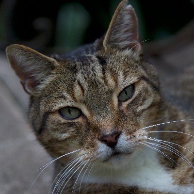 Cockroachthecat's profile picture. I'm a grumpy old cat with no teeth.