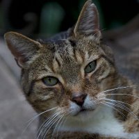 Shelley Cohen 🦋 🇮🇱 (@cockroachthecat) 's Twitter Profile