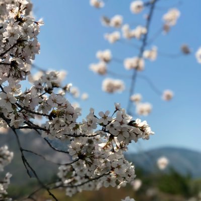 straw_berry0401's profile picture. 🇨🇳🇰🇷ハーフ🌸今日本での留学生 成人済❤️日本語学校勉強中「目標:法律専攻の修士合格」 名探偵コナン新蘭💐ccさくら しゃおさく🐺🌸English/中国語/韓国語/日本語苦手