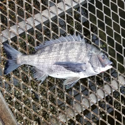 基本ヘチ釣りしかしません(出来ません(笑))
釣れたではなく「釣った」感に魅せられてます(シロートなので「釣れちゃった」時も多々あり(笑))　30/100