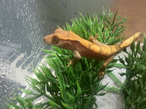 We sell Crested Geckos in the Vaughan, Toronto and York Region! Please visit our website for our available geckos and any additional information.