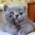 Svetlana (@svetlana260990) Twitter profile photo Svetlana (@svetlana260990) Twitter profile photo