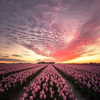 TabassumTaj20's profile picture. .......