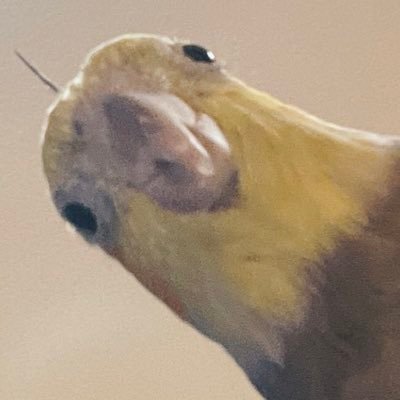 tj19881103's profile picture. チニング好きな初級アングラー