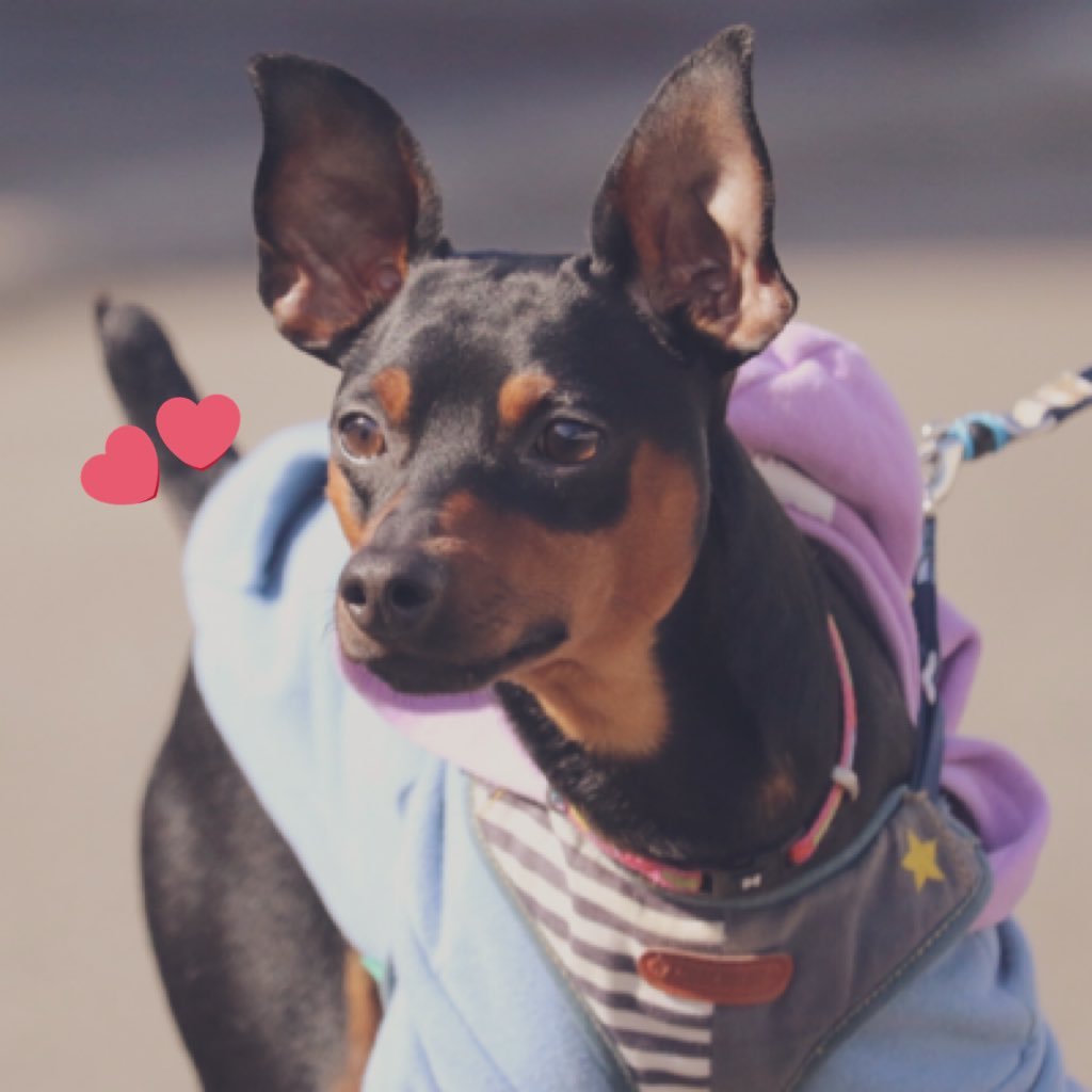 M8GNIsLgeCnCSwn's profile picture. ミニチュアピンシャーのピンです！ まだ1歳です💕 オスです🐕‍🦺よろしくお願いします😊 無言フォロー失礼します👍 #犬好きさんと繋がりたい ※DMの返信はできないです🙇🏻‍♀️ マイペースな性格なので、返信、フォローバックなど遅れてしまう事があります🙇‍♀️