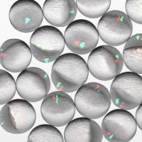 Müller Lab (@devbiokonstanz) 's Twitter Profile