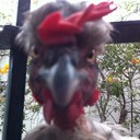 Jorge Chapman - @jorge231272 - Twitter