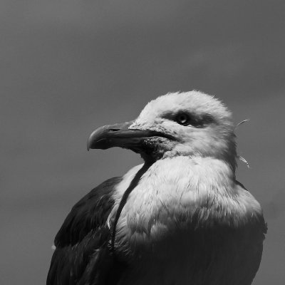 PhD student - Long-lived birds ecology
Demography and movement on Bonelli Eagle
at @cefemontpellier, team @twitthair1