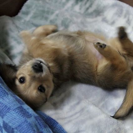 mikasacawaii's profile picture. 