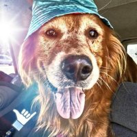 Rex (@thenorthsignal) 's Twitter Profile