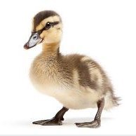 anatrolloco's profile picture. Quack
