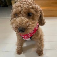 brabiham (@brabiham) Twitter profile photo