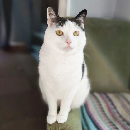 Deux pauvres rescapés des abandons.C'est nous Billy et Toto.