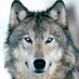 WolfFactor101 (@WFactor101) Twitter profile photo