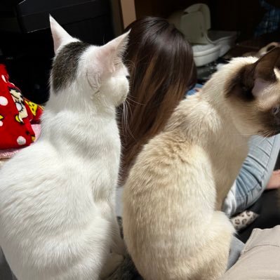 知らん人はフォロー許可しないので申請いりません。姫3人居ます❤ 犬一匹、猫九匹も居ります