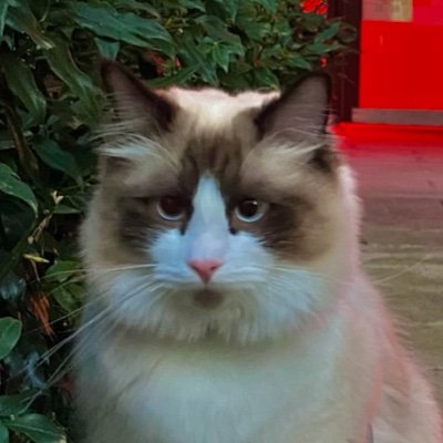 ElGatoRAGs's profile picture. 